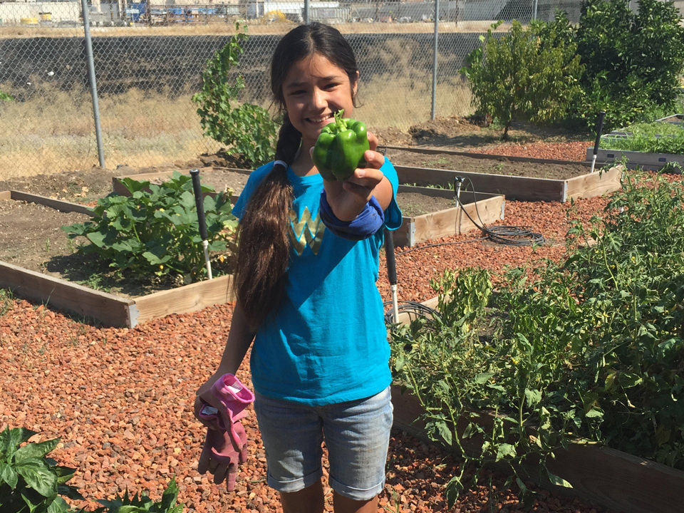 Young girl holding a bellpepper picked from the garden